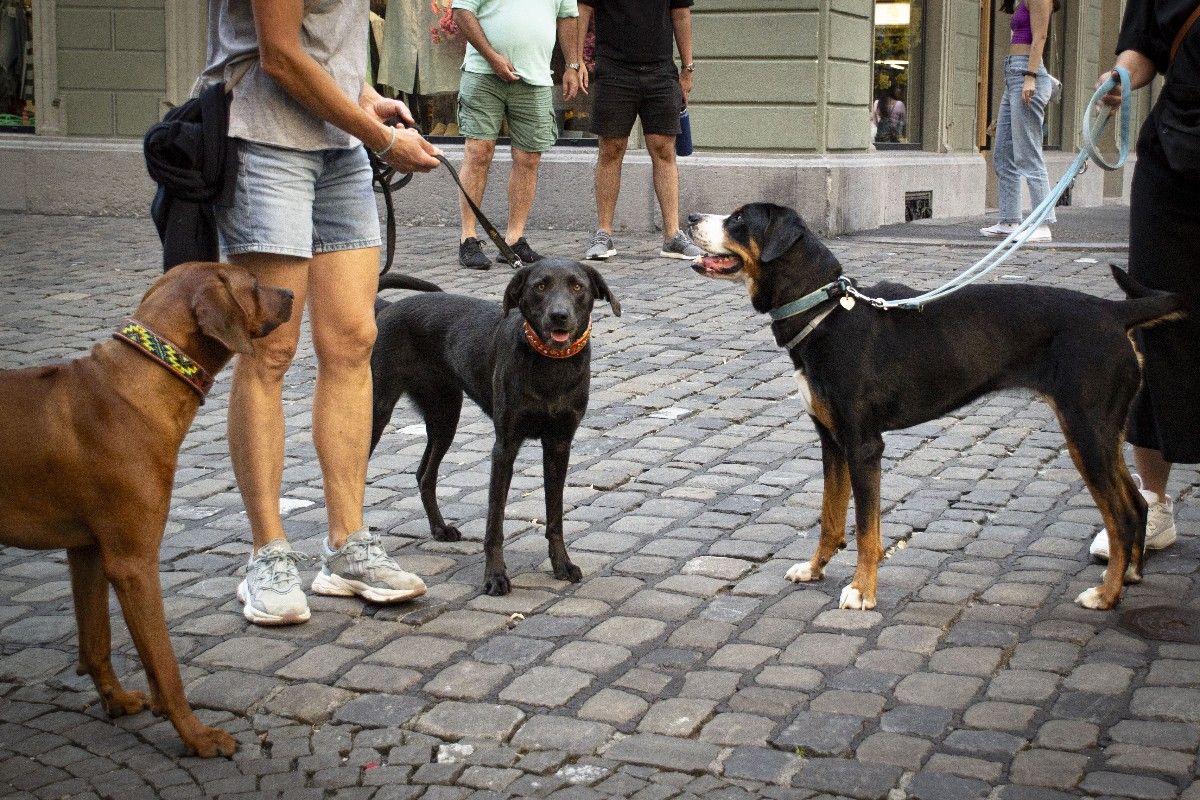 DSC_0012_bearb